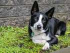 Border Collie dog portrait outdoors. Art Print